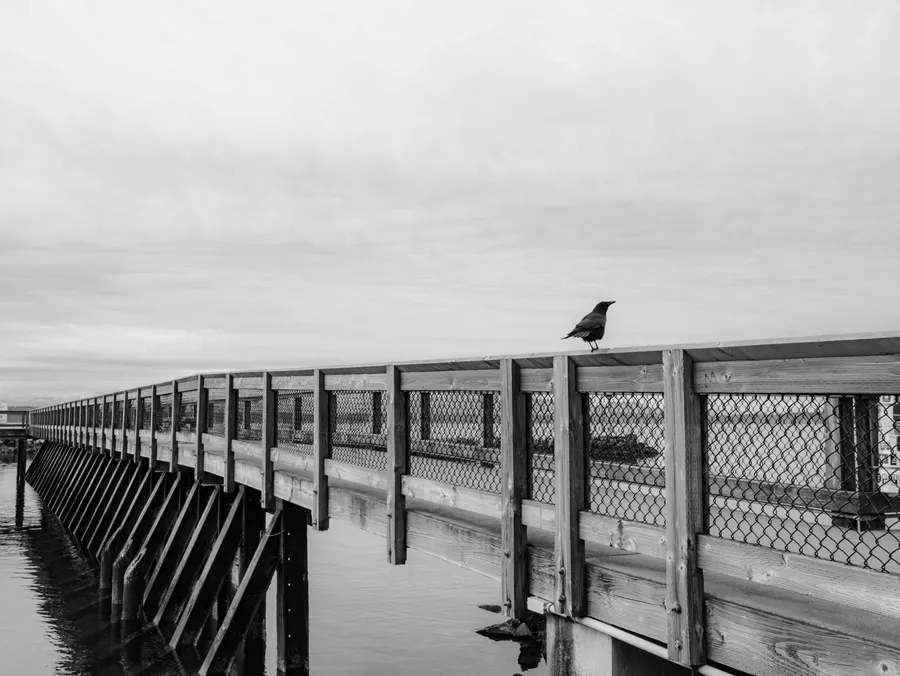 Photography: Still life